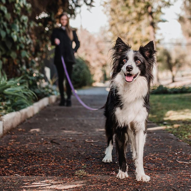 Correa De Paseo Adiestramiento Para Perros Petlounge 3m 2.0