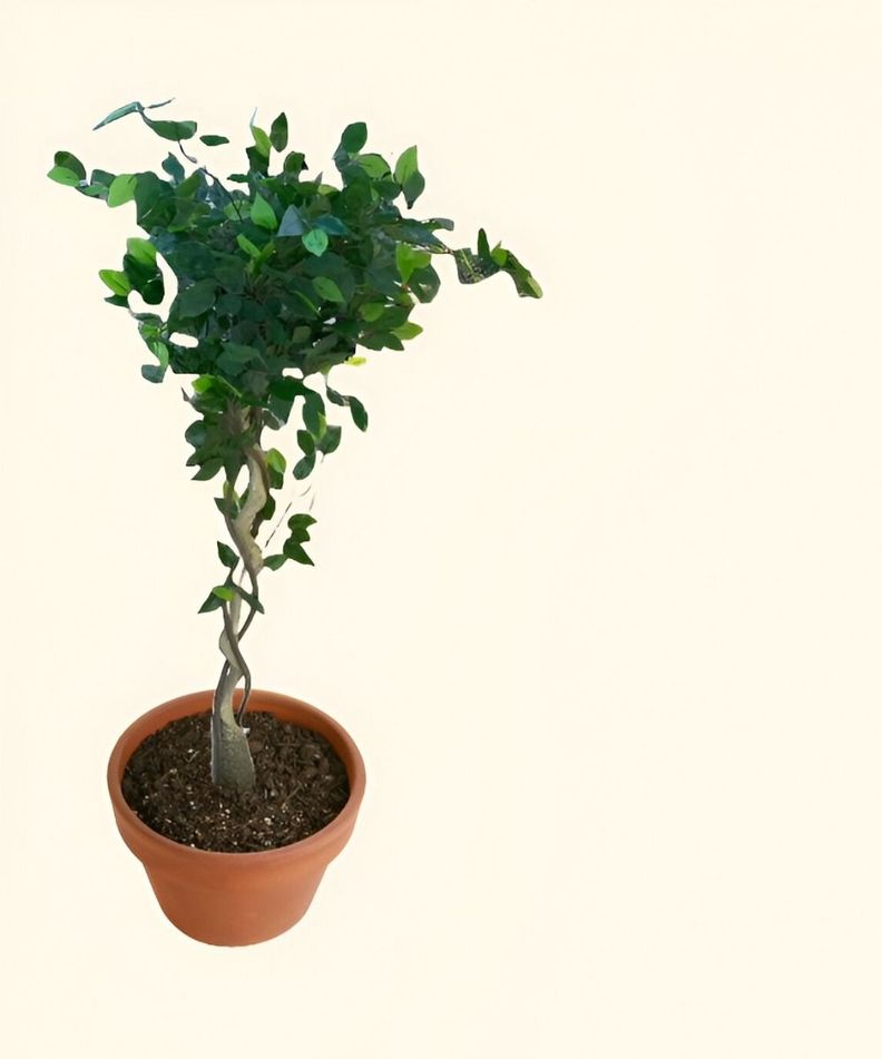 Árbol Artificial Realista Ficus Trenzado 120cm Jhn-1