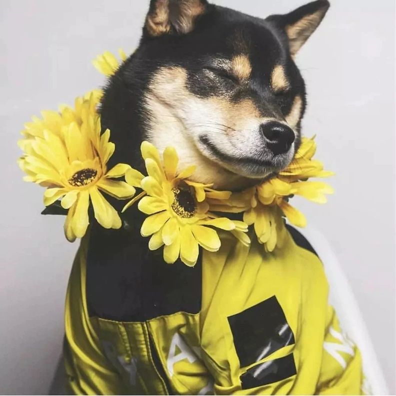 Parka Chaqueta Impermeable Cortaviento Perro 2XL - Amarillo-0