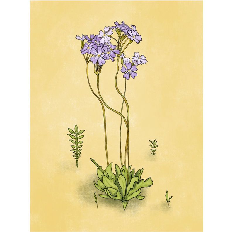 Libro Desierto en Flor Verónica Bazán-1