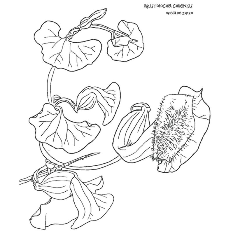 Libro Desierto en Flor Verónica Bazán-4