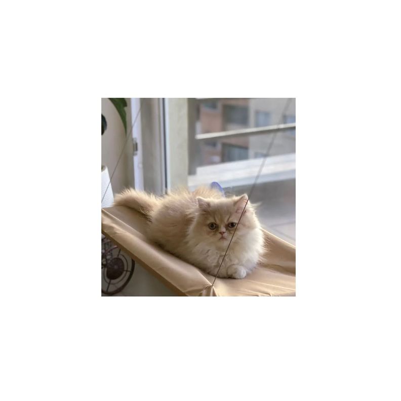 Cama Hamaca Para Gatos Hasta 10 kg-2