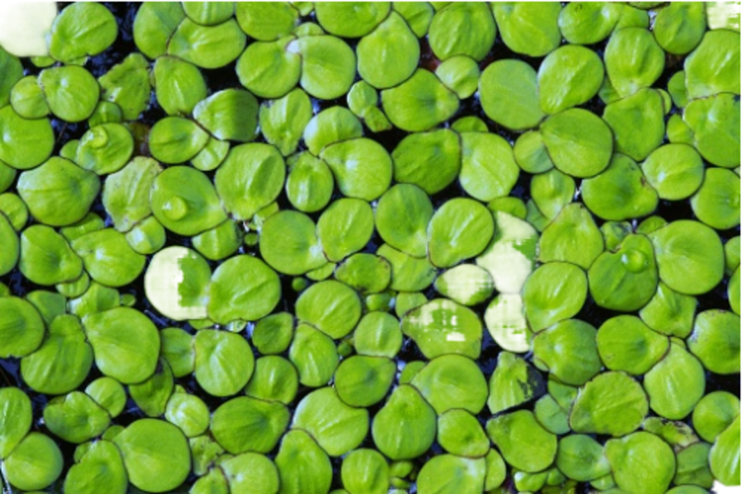 Plantas Vivas Flotantes, Acuarios, Estanques Lentejas Agua-1