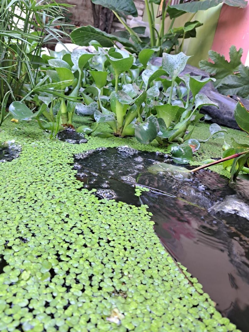 Plantas Vivas Flotantes, Acuarios, Estanques Lentejas Agua-2