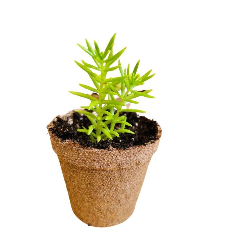 Sustrato Grow premium1 kilo, 40% humus de Lombriz,30% turba y 30% perlita-4
