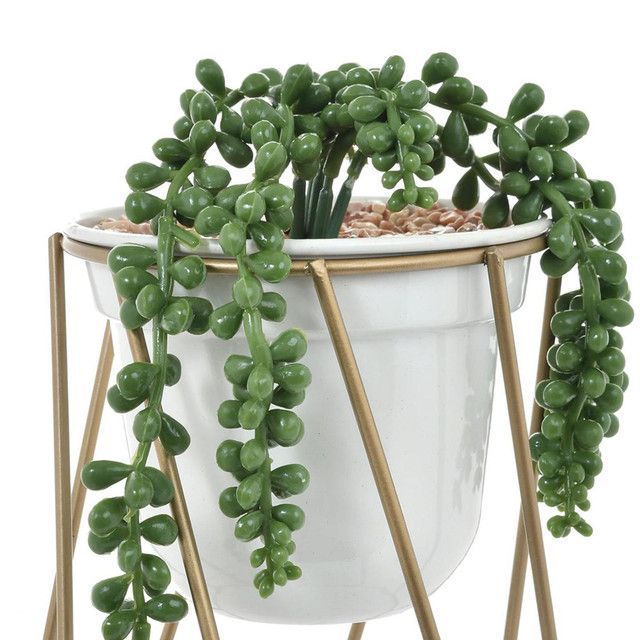 Suculenta Decorativa Senecio-2