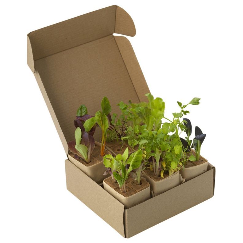 Kit Torre AquaPlants® Estándar -6