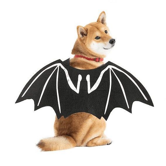 Disfraz De Murciélago Halloween Para Mascotas-1