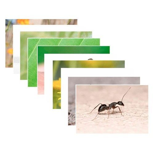 Set De Fotografías Insectos-0