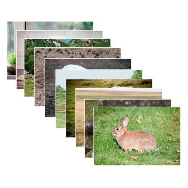 Set De Fotografías Animales-0