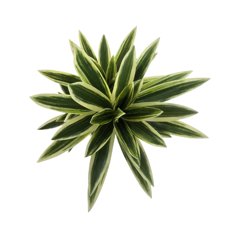 Planta Artificial Dracena Grande En Macetero Plastico Blanco-6