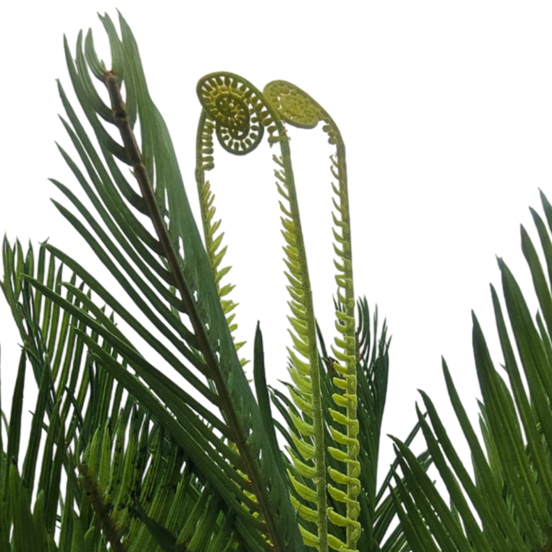 Planta Artificial Palmera Macetero Plastico Negro Grande-1