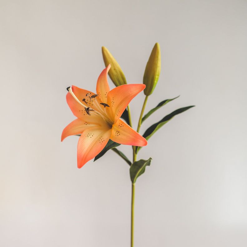 Lilium Naranjo con Rosado Flor Artificial by Le Bouquet 68,5 cm-2