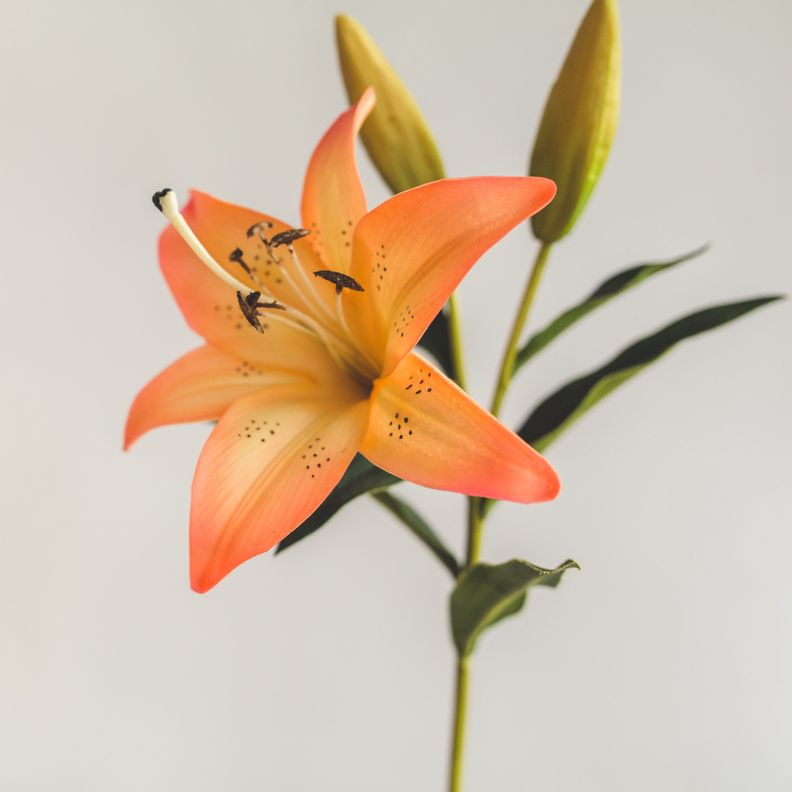 Lilium Naranjo con Rosado Flor Artificial by Le Bouquet 68,5 cm-3