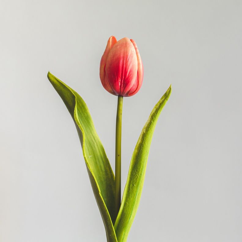Tulipan Rojo Flor Artificial by Le Bouquet 48 cm-1
