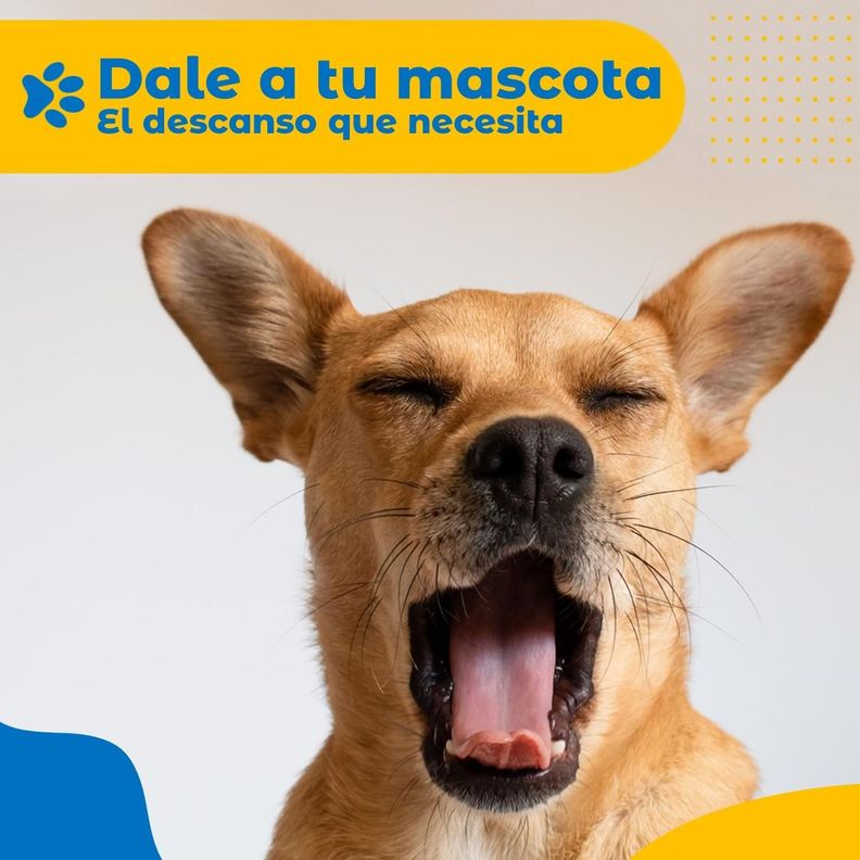 Cama para Perro Gato Grande Mediano Petpal Acolchada Lavable-3