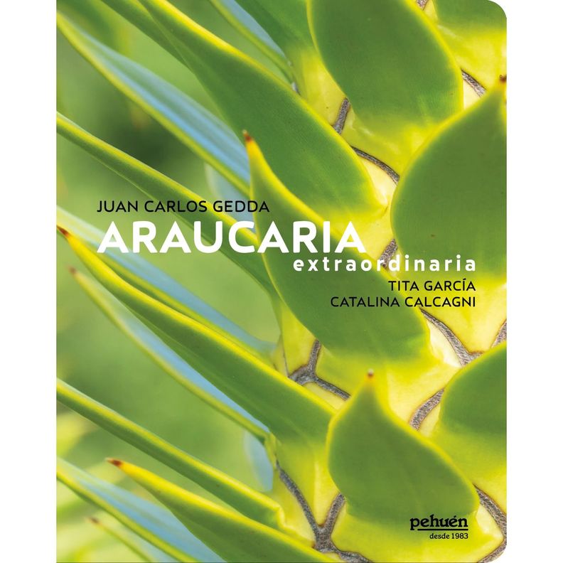 Araucaria Extraordinaria Blanco