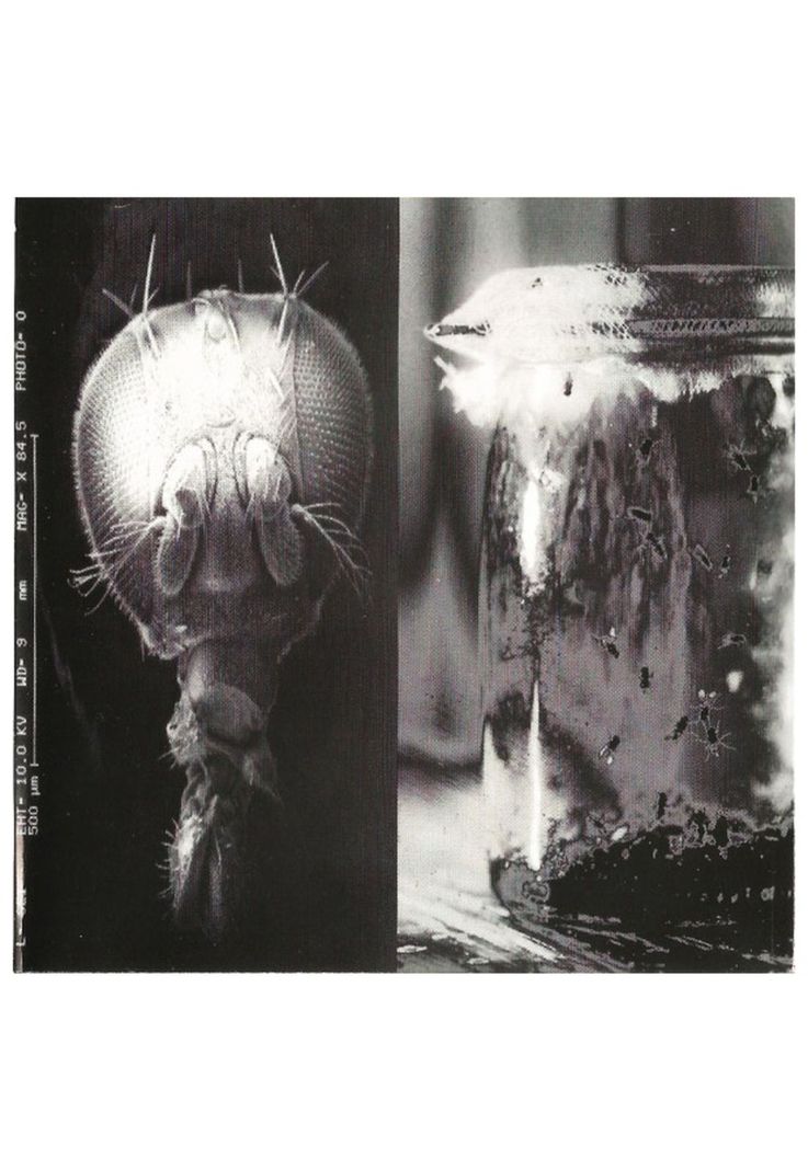 ALICE IN CHAINS - JAR OF FLIES | CD-5