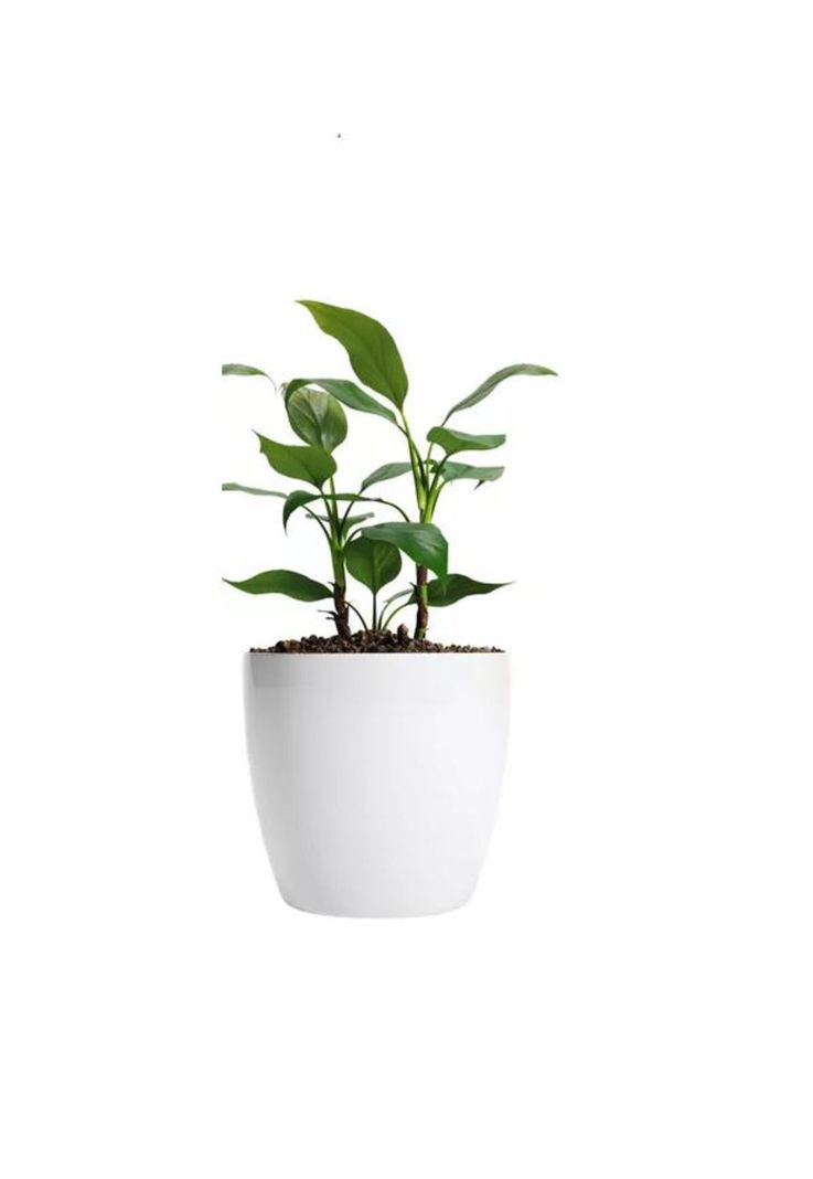 Maceteros Plástico 20x22cm Amalfi Pack 2 Unidades 5.3L Blanco-0