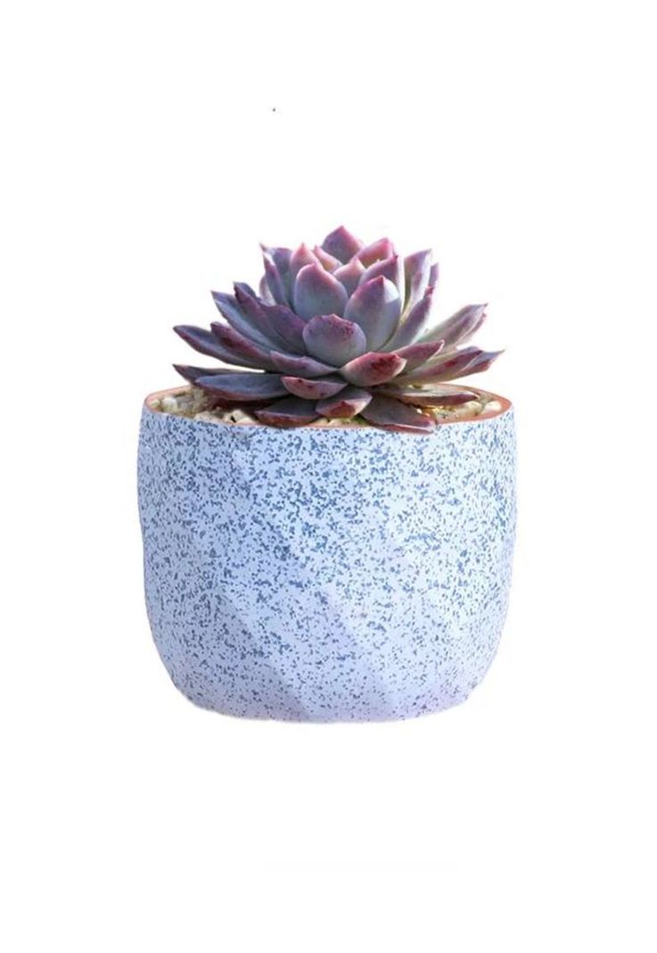 Macetero Geométrico Cerámica Suculentas 7.2x6cm Pack 10 Rosa-3