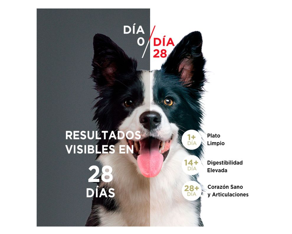 Alimento perro cachorro 2 kg pollo y carne Purina One.-2