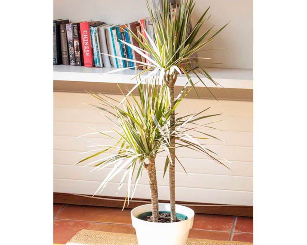 Macetero Bio 25 cm Clásico blanco-3
