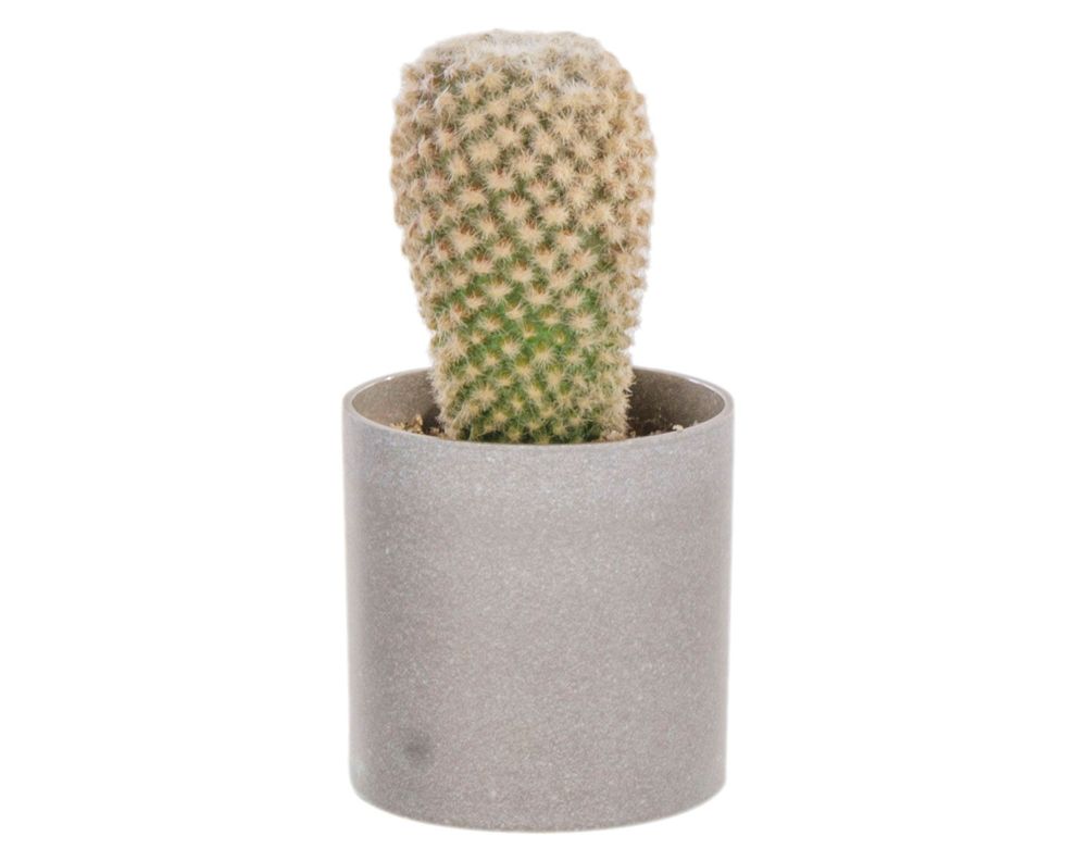 Planta artificial Suculenta D Outzen.-0