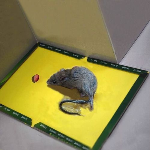 Trampa Para Raton Adhesiva Mouse & Rat-3