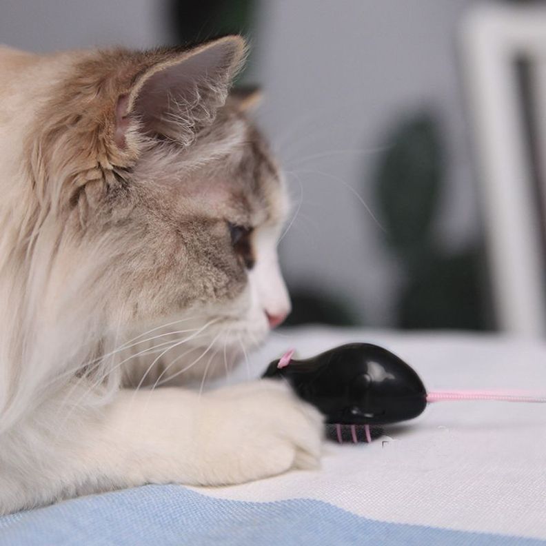  Juguete Raton Para Mascotas Gatos #1337867039 33 -4