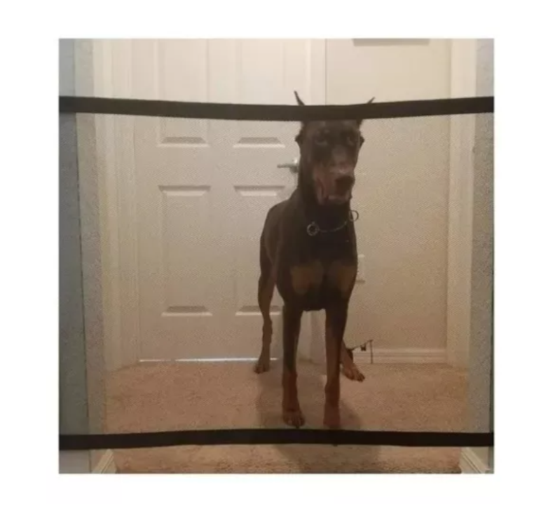 Puerta Magica Para Mascotas Seguridad-3