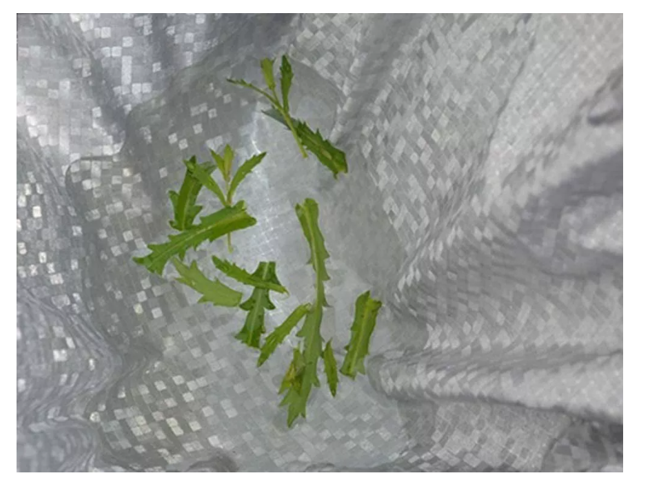 Carpa Funda Cubre Moto Impermeable Uv Peva(vinilo) + Algodon-6