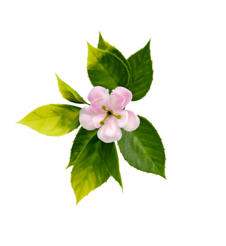Jardin Vertical Trebol 50x50 cm Signet-1