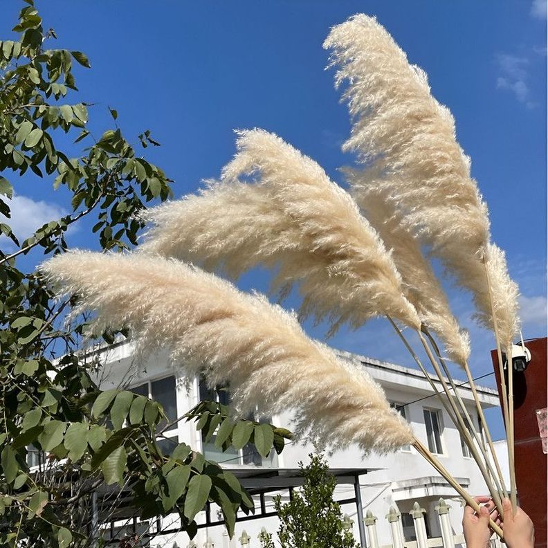 Set 2 Plantas Pampas Artificiales Esponjosa Deco Bohemia Lau-1