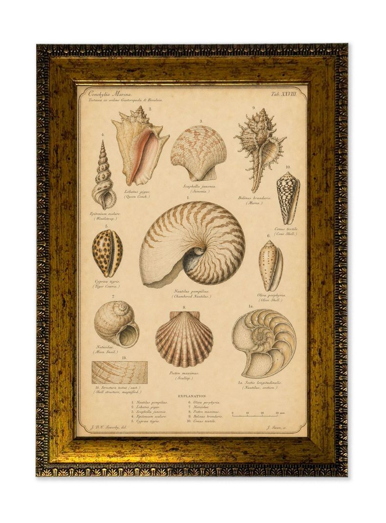 Cuadro Conchas Marinas Ilustracion Cientifica