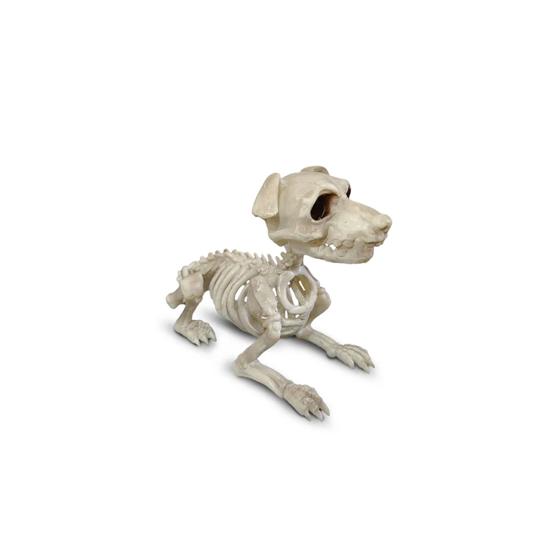 Esqueleto Perro Schnauzer Sentado Decoración Halloween F&m-0