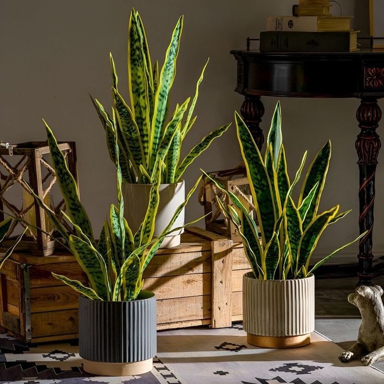 Set 2 Flor Planta Serpiente Hogar Jardin Tienda Realista Lau-1