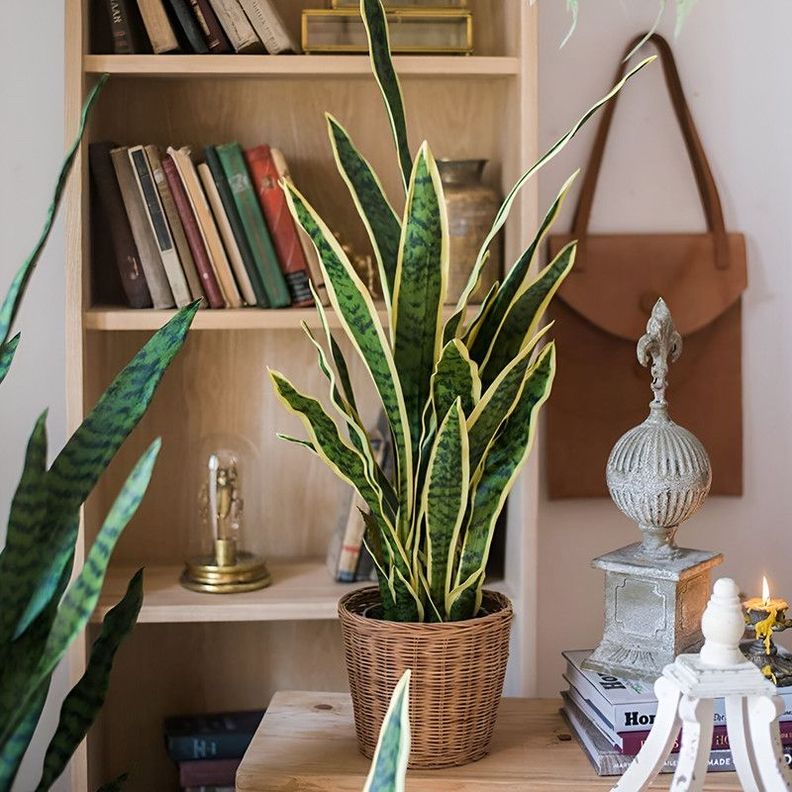 Set 2 Flor Planta Serpiente Hogar Jardin Tienda Realista Lau-3