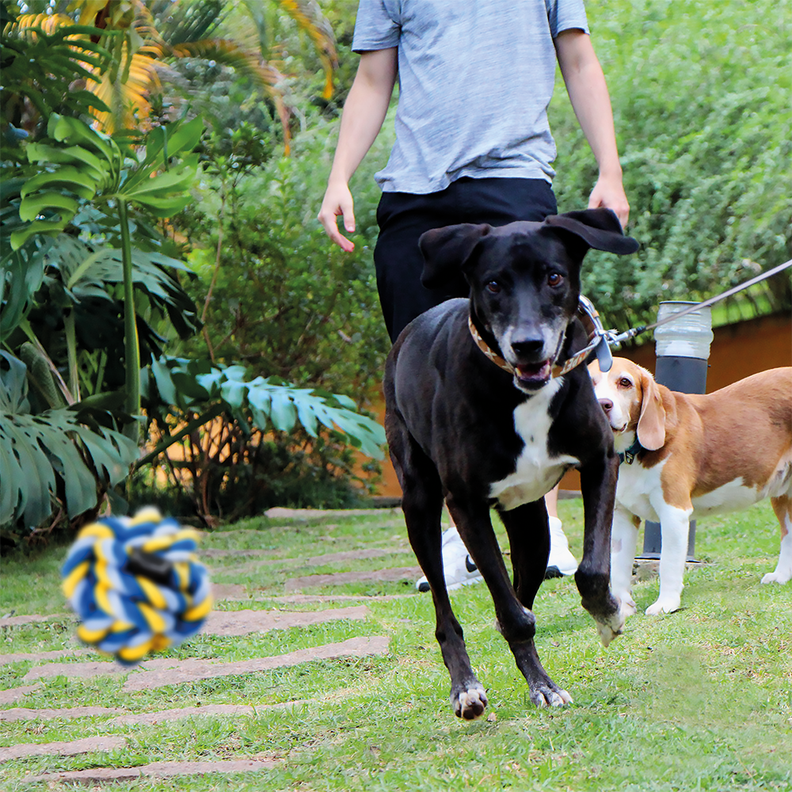 Juguete Para Perro Mimo Pelota Cuerda 10cm PP103-2