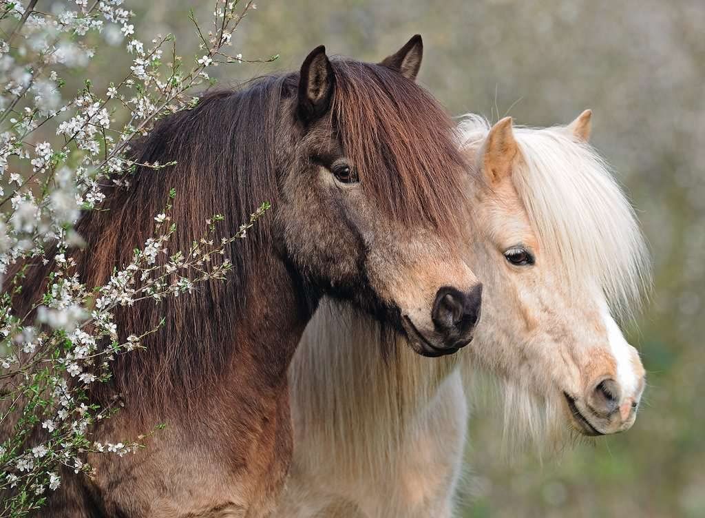 Puzzle XXL Ponys - 150 piezas-1