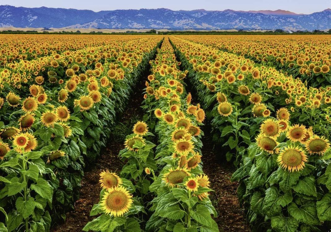 Puzzle Campo de girasoles - 1000 piezas-1