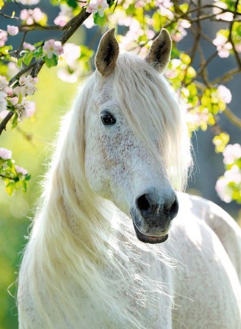 Puzzle Corcel blanco -500 piezas-1