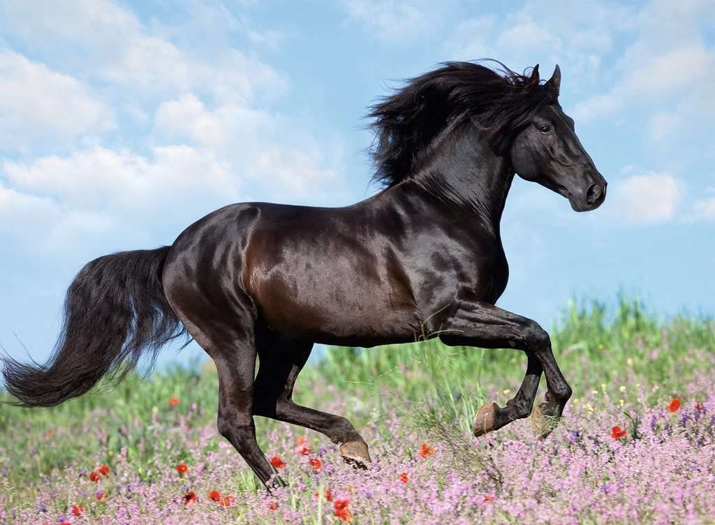 Puzzle XXL Caballo negro - 200 piezas-1