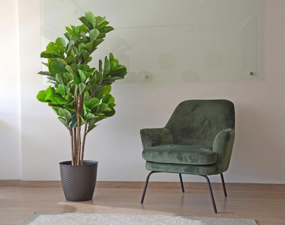 Planta Artificial Ficus Lyrata 150 Cm Premium / Arbusto Real-1