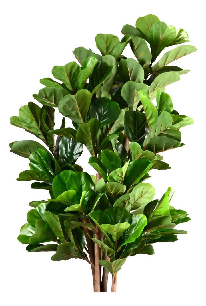 Planta Artificial Ficus Lyrata 150 Cm Premium / Arbusto Real-4