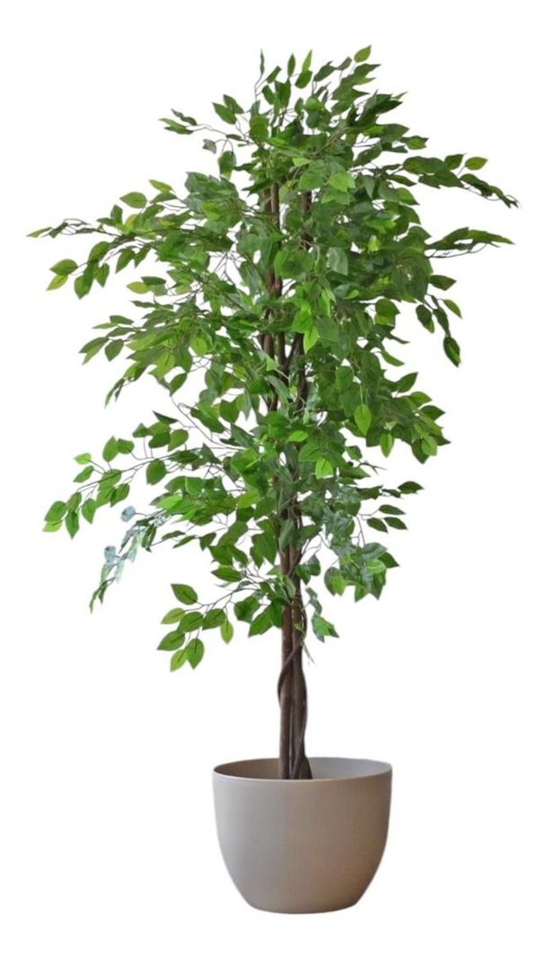 Planta Artificial Ficus Premium 180 Cm 1288 Hs/ Arbusto Real-1