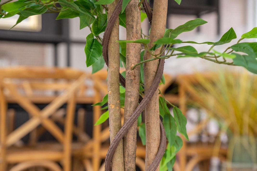 Planta Artificial Ficus Premium 180 Cm 1288 Hs/ Arbusto Real-2