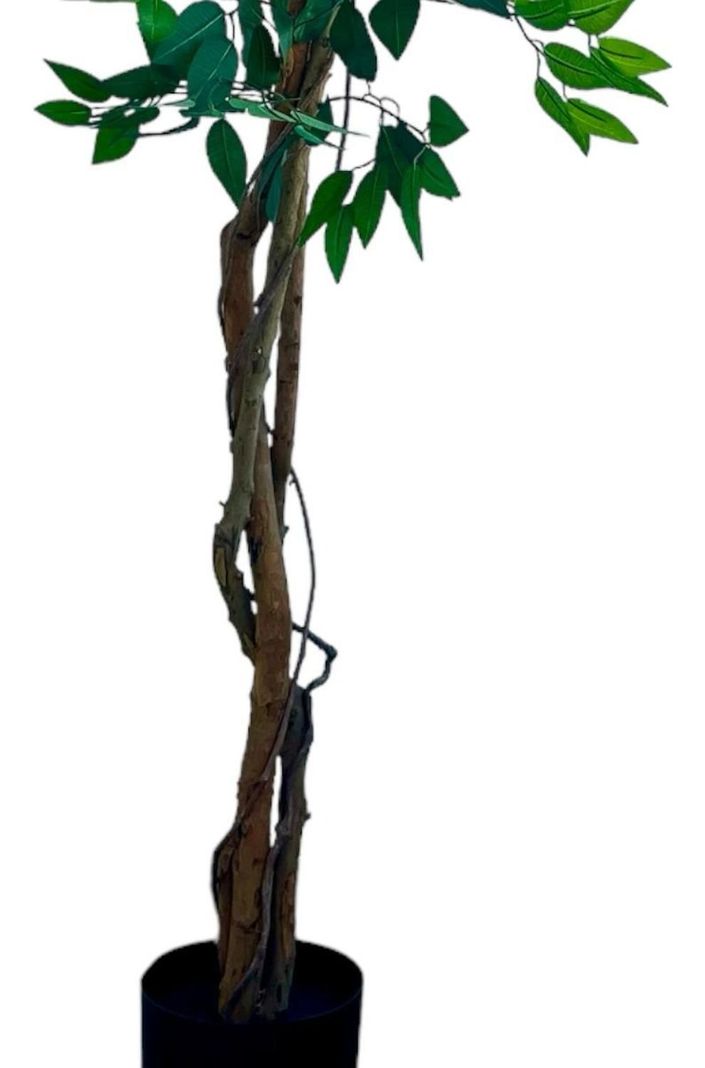 Planta Artificial Ficus Premium 180 Cm 1288 Hs/ Arbusto Real-7