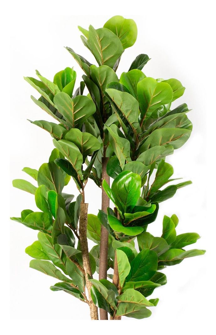 Planta Artificial Ficus Lyrata 120 Cm 134 Hjs / Arbusto Real-1