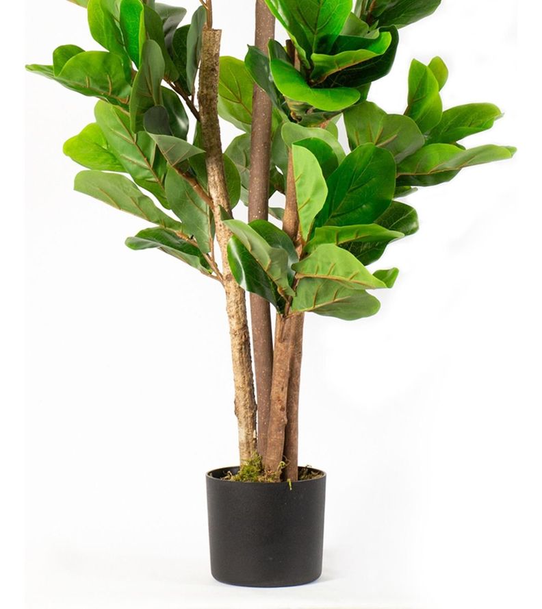 Planta Artificial Ficus Lyrata 120 Cm 134 Hjs / Arbusto Real-2