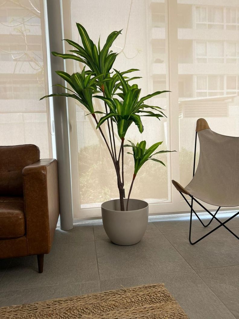 Planta Artificial Dracaena 165 Cm. Premium / Arbusto Real-2